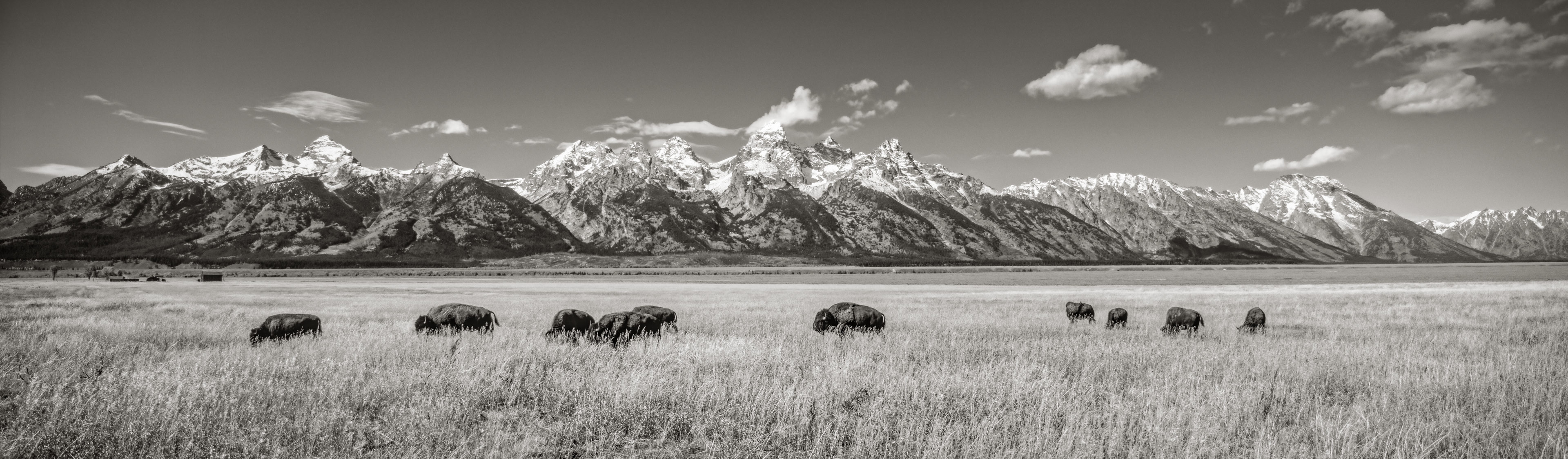 Bison,  Grand Teton National Park, Wyoming, USA (27989.BW)