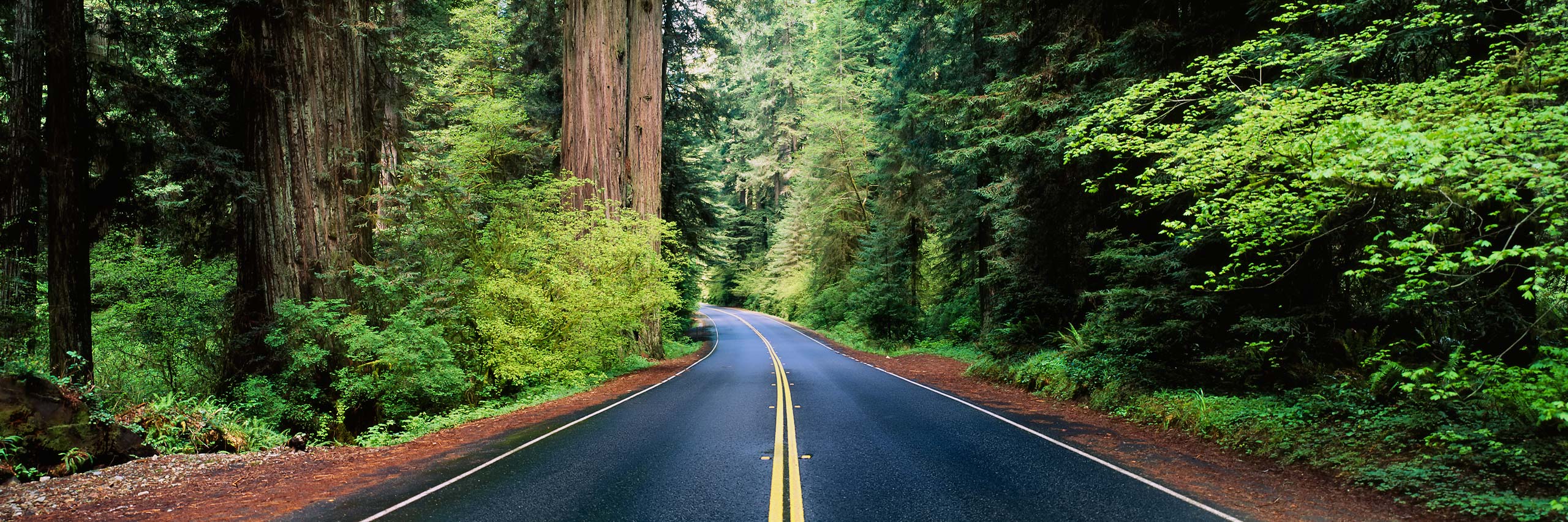 Road, Redwood Forest, California, USA