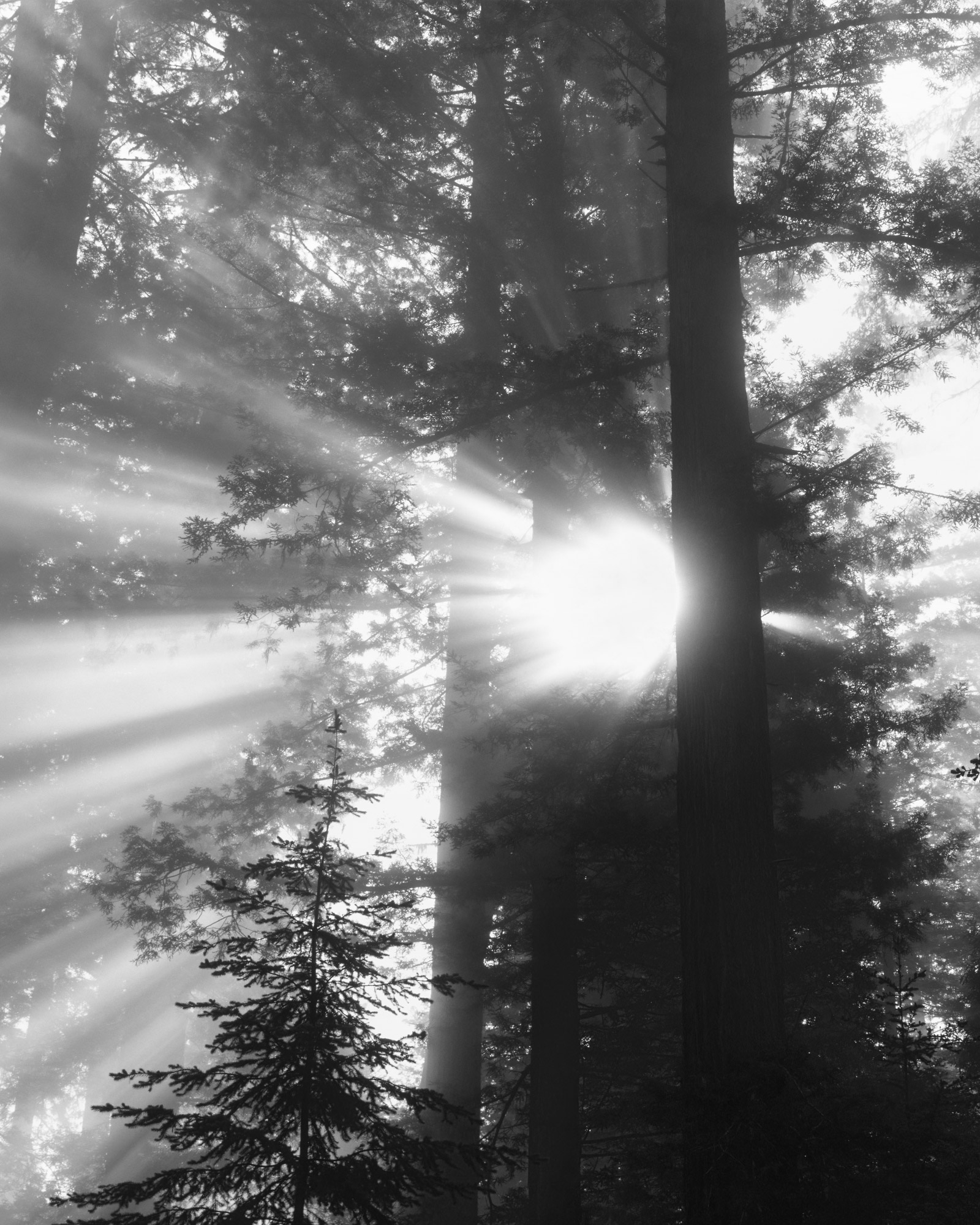 Rising Sun, Redwoods National Park, California, USA (30609_45)