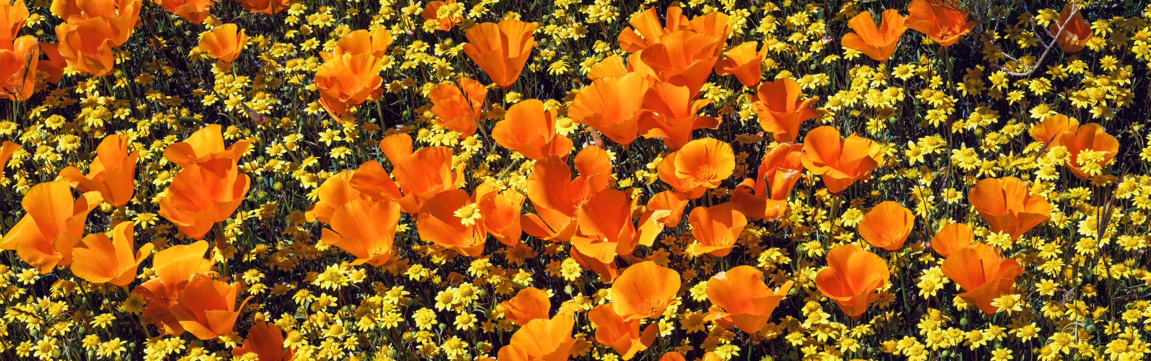 Antelope Valley, California, USA 